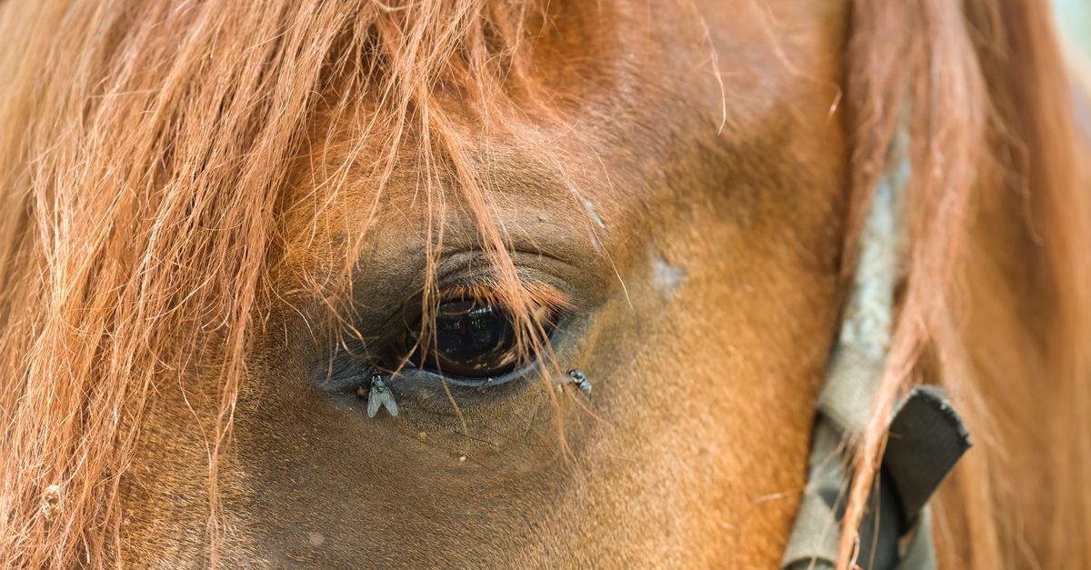 馬刺し屋の熊本馬刺しをお試し・ギフト通販